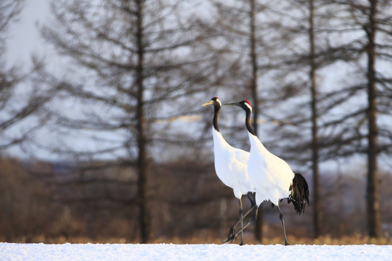 🦢 일본 야조회 츠루이·이토 두루미 보호구역 (니혼야초노카이 츠루이·이토 탄초 생추어리) 이미지 7